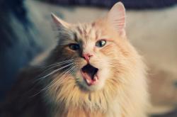 华体会首选平台-巴林之夜，爱德华兹的战术棋局如何重新定义F1揭幕战