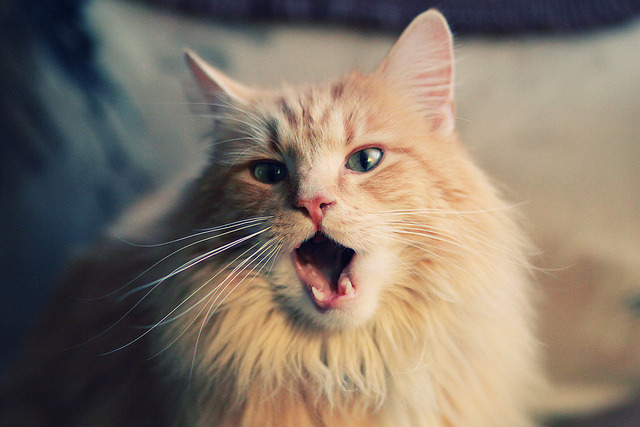 巴林之夜,爱德华兹的战术棋局如何重新定义F1揭幕战